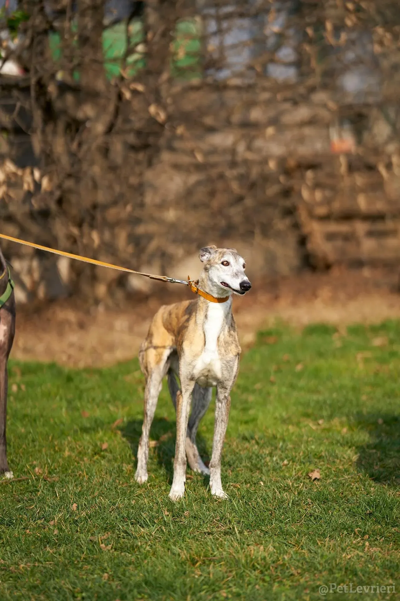Amelia adozione levrieri galgo 17