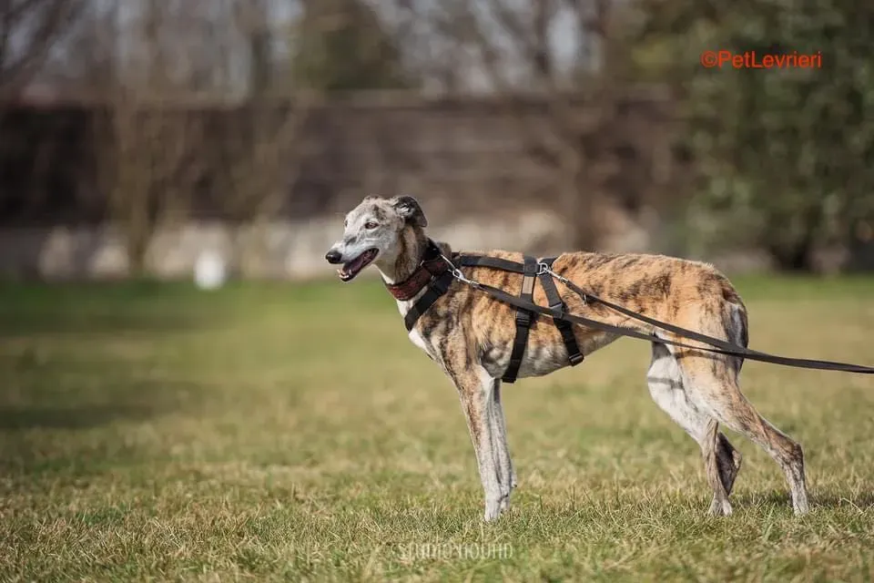 Amelia adozione levrieri galgo 18