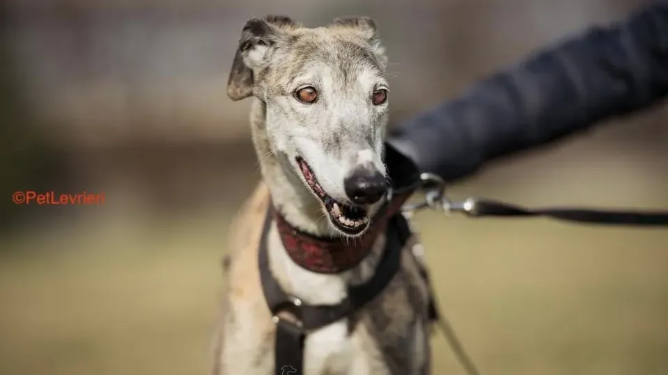 Amelia adozione levrieri galgo 20
