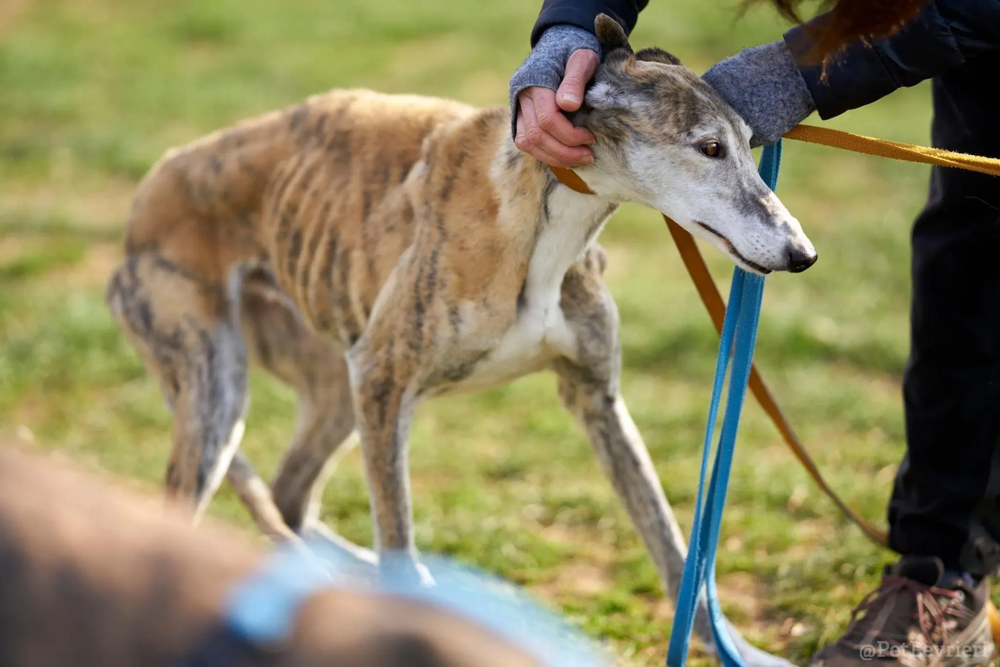 Amelia adozione levrieri galgo 20