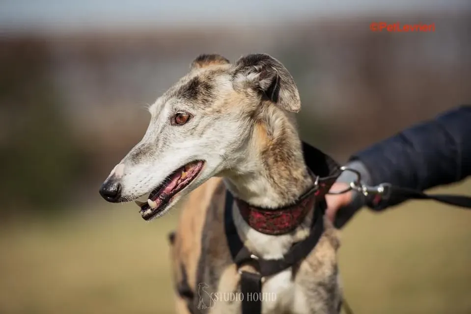 Amelia adozione levrieri galgo 4
