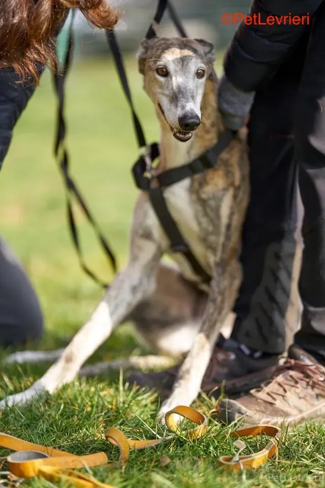 Amelia adozione levrieri galgo 5