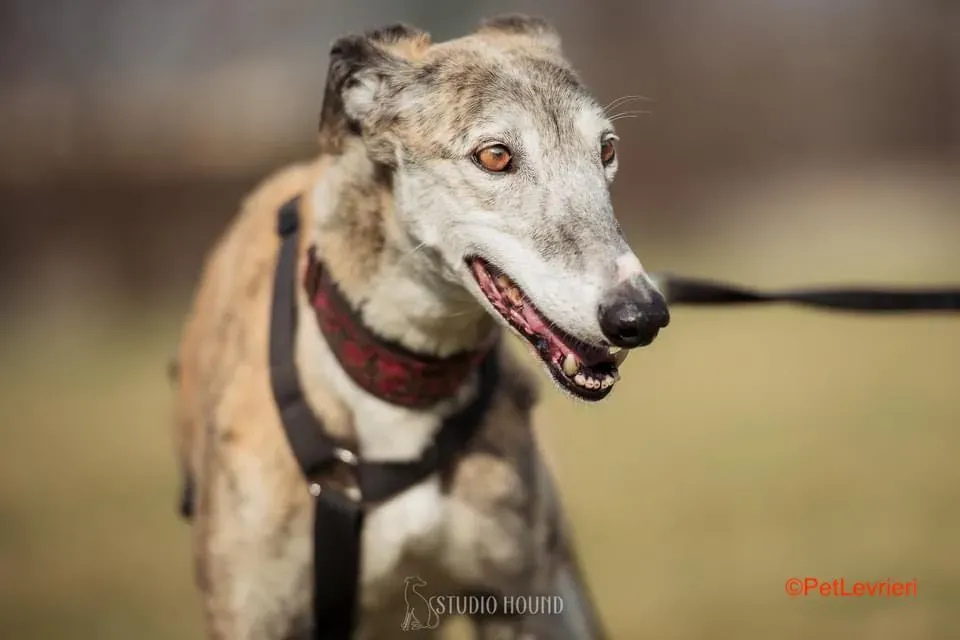 Amelia adozione levrieri galgo 6