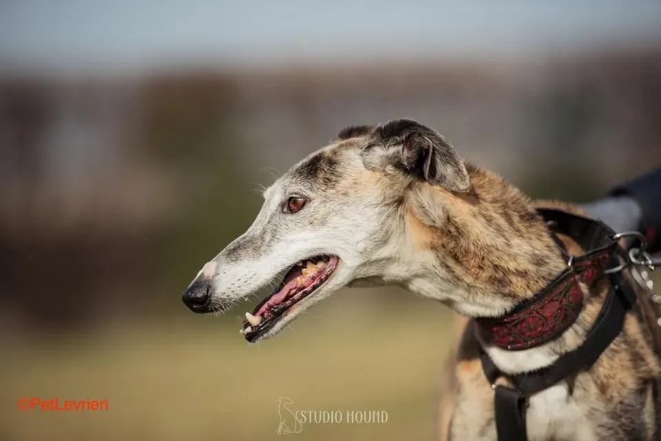Amelia adozione levrieri galgo 8