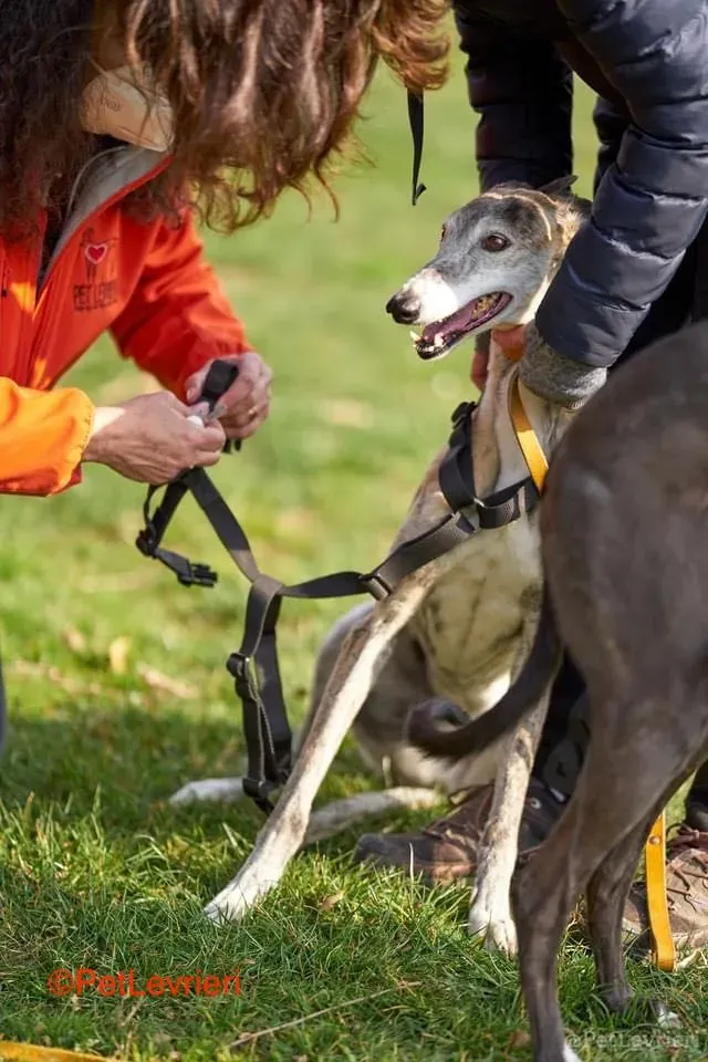 Amelia adozione levrieri galgo 9