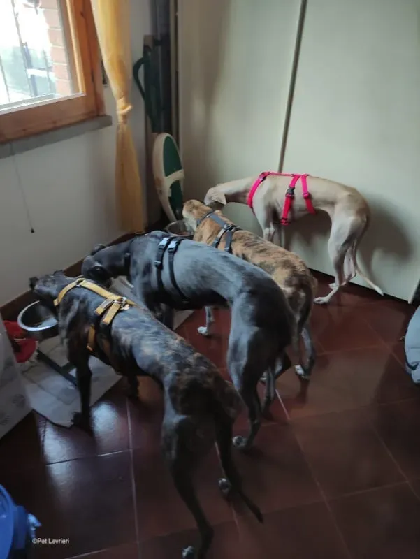 Amelia adozione levrieri galgo fosterhome 1