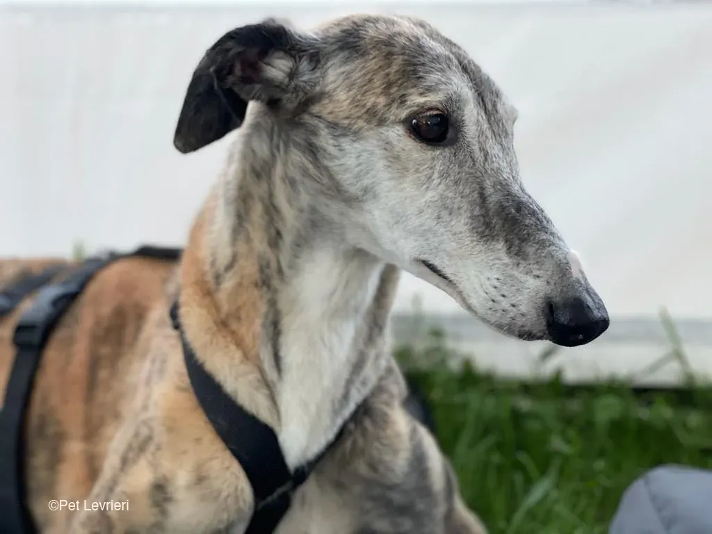 Amelia adozione levrieri galgo fosterhome 11