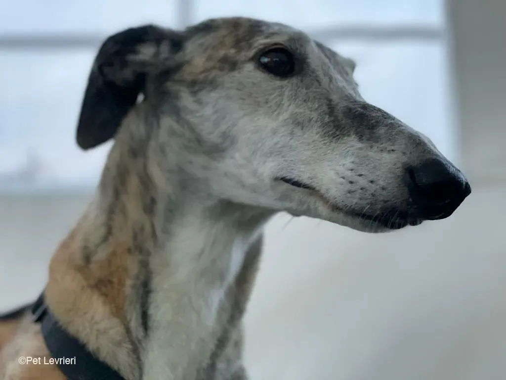 Amelia adozione levrieri galgo fosterhome 13