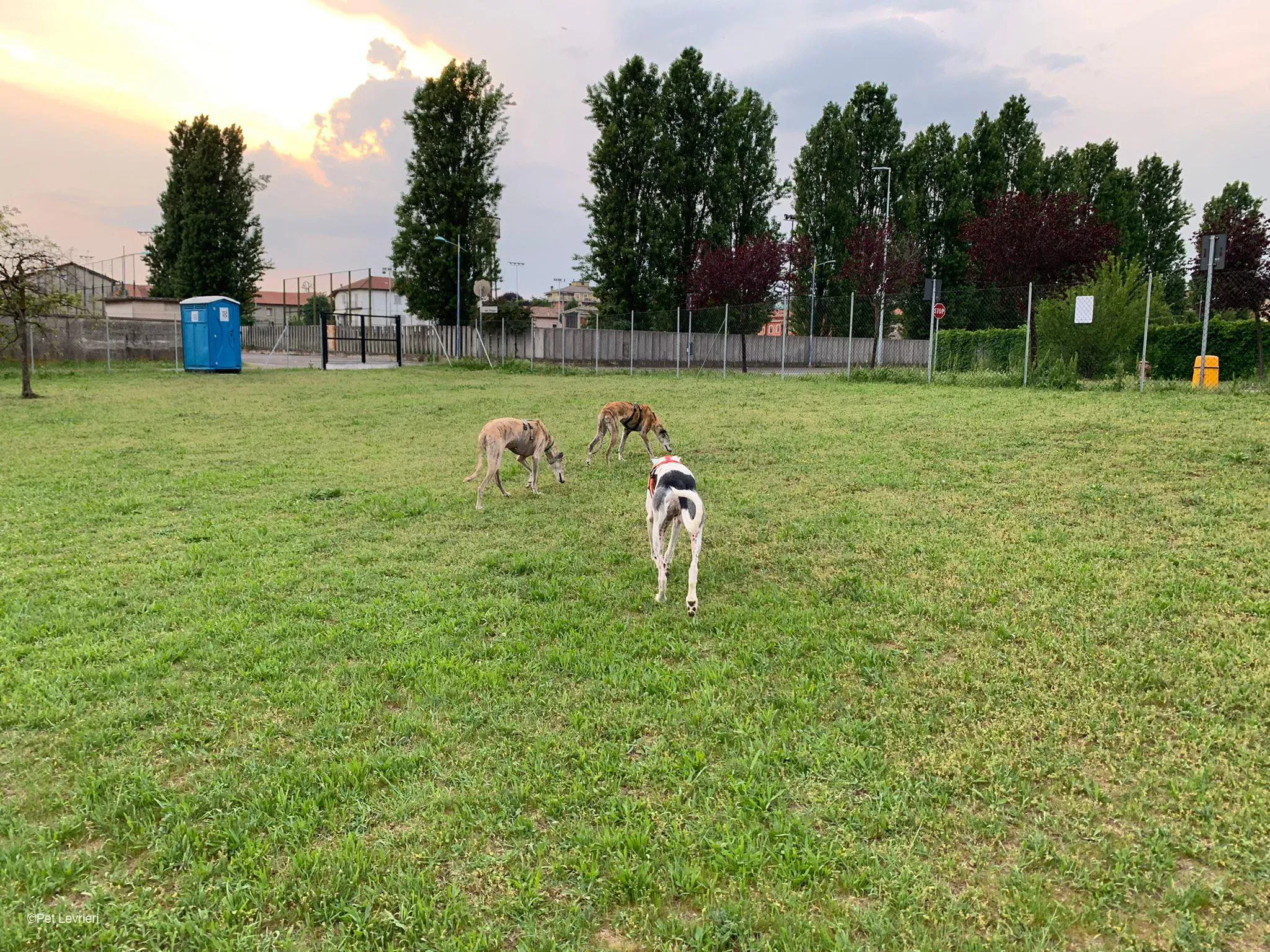 Amelia adozione levrieri galgo fosterhome 14