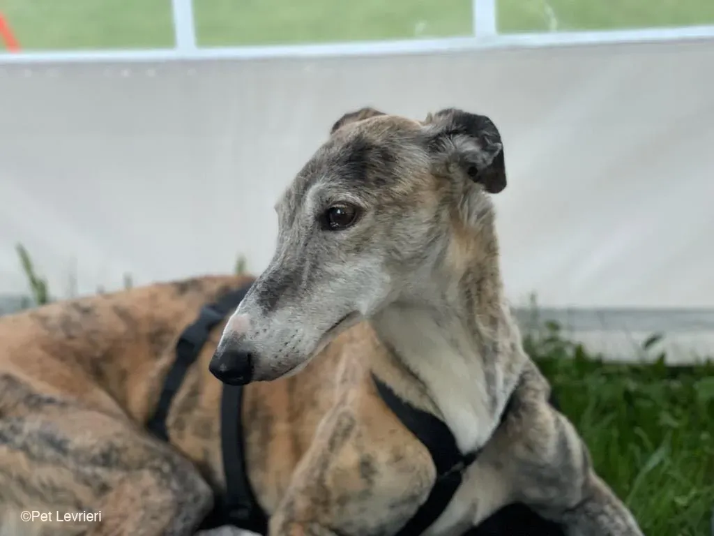 Amelia adozione levrieri galgo fosterhome 15