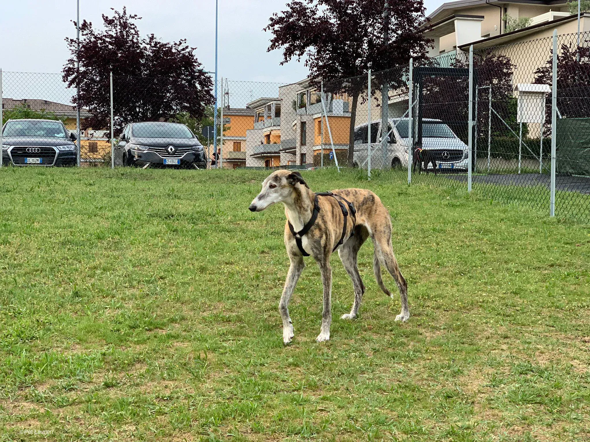 Amelia adozione levrieri galgo fosterhome 16
