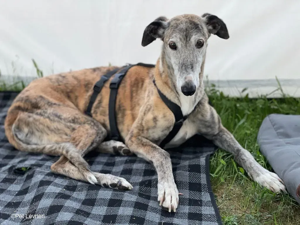 Amelia adozione levrieri galgo fosterhome 17