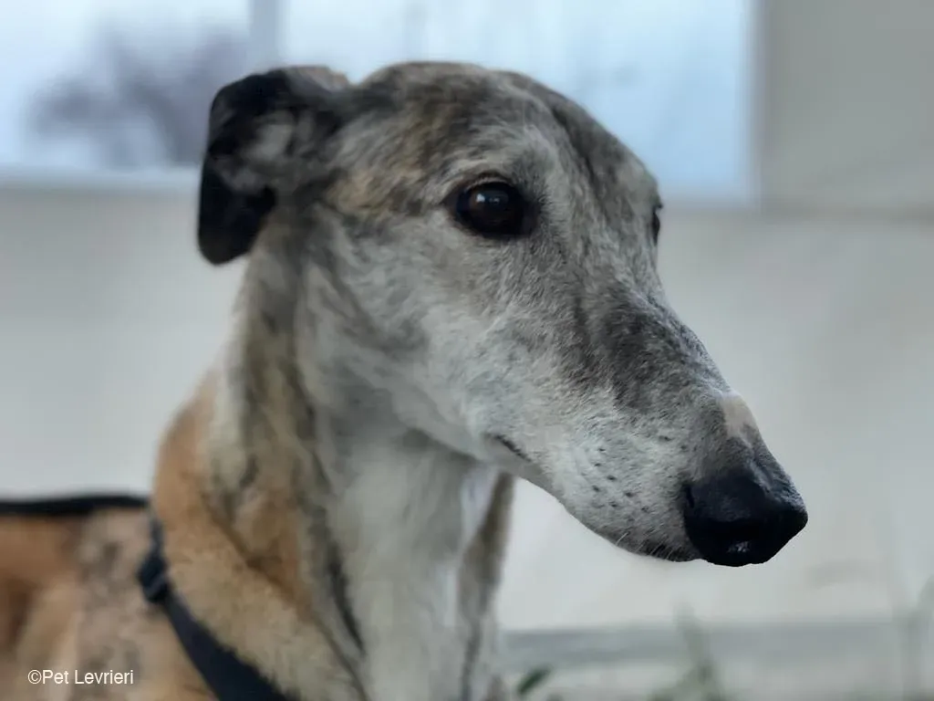 Amelia adozione levrieri galgo fosterhome 18