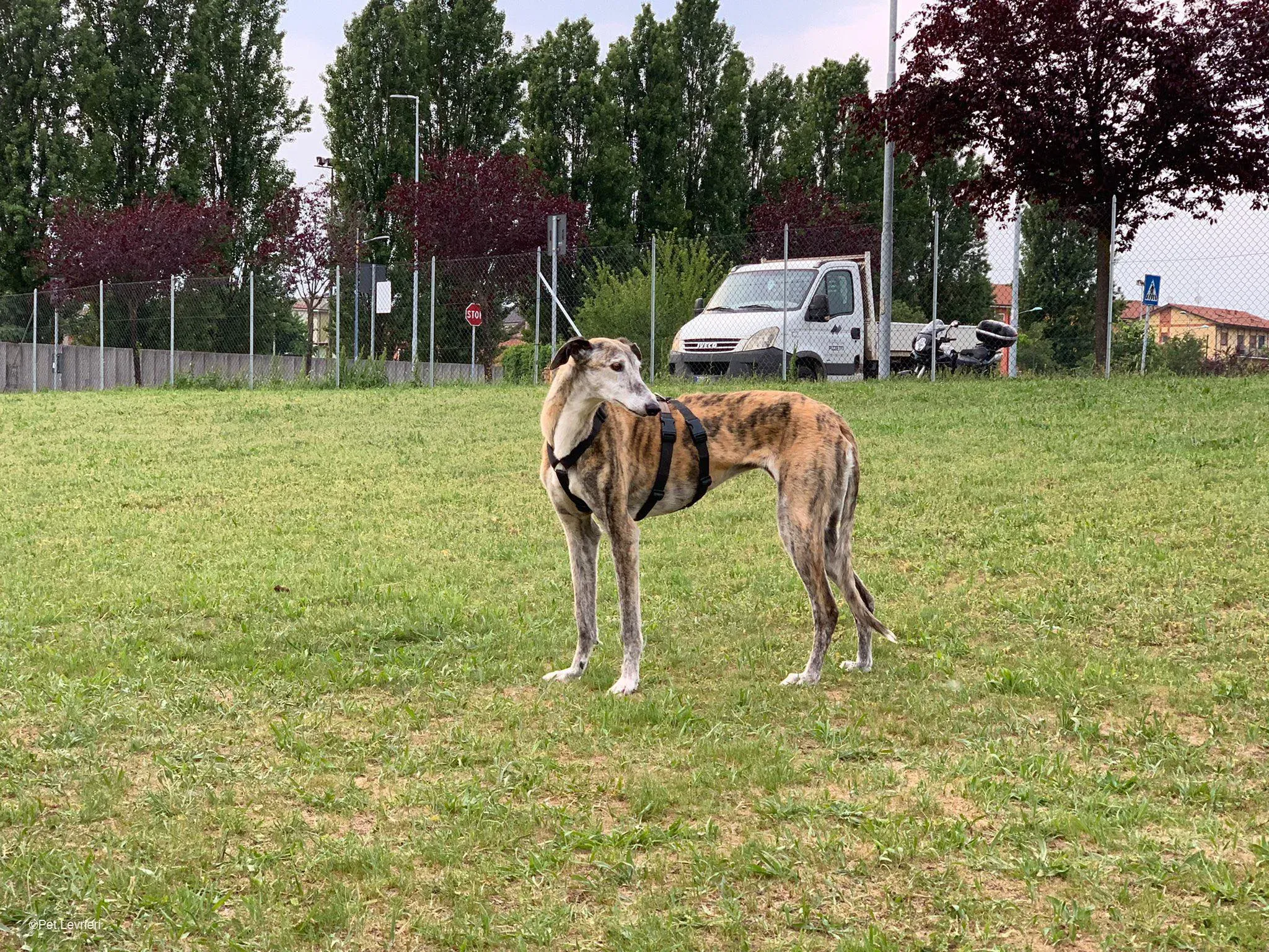 Amelia adozione levrieri galgo fosterhome 19