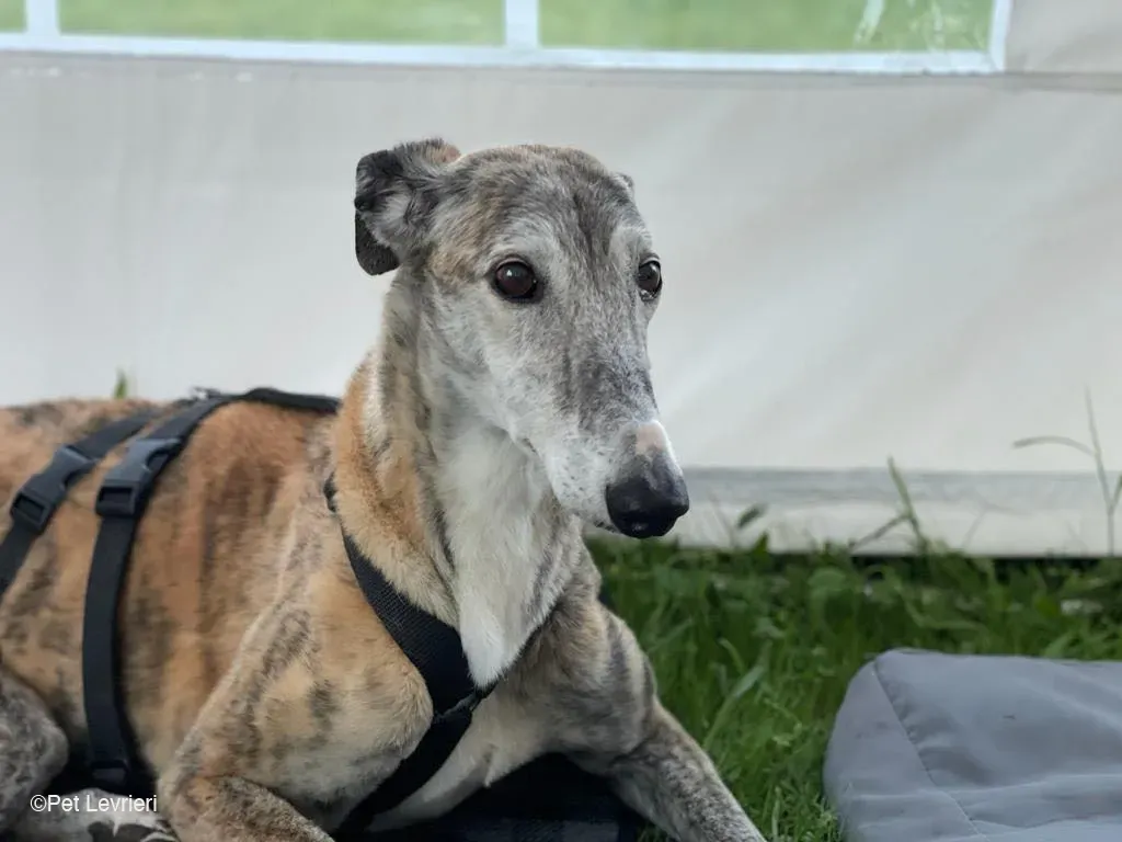 Amelia adozione levrieri galgo fosterhome 20