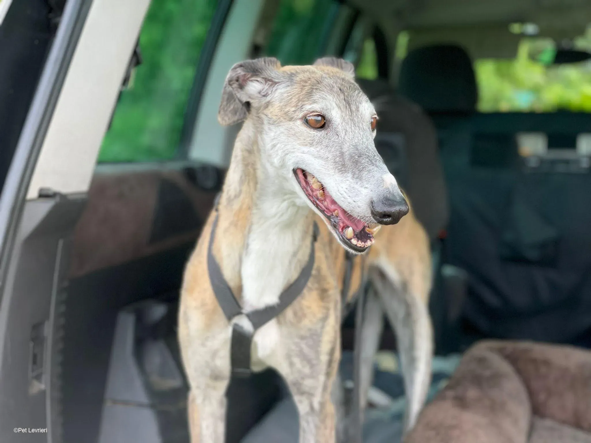 Amelia adozione levrieri galgo fosterhome 21