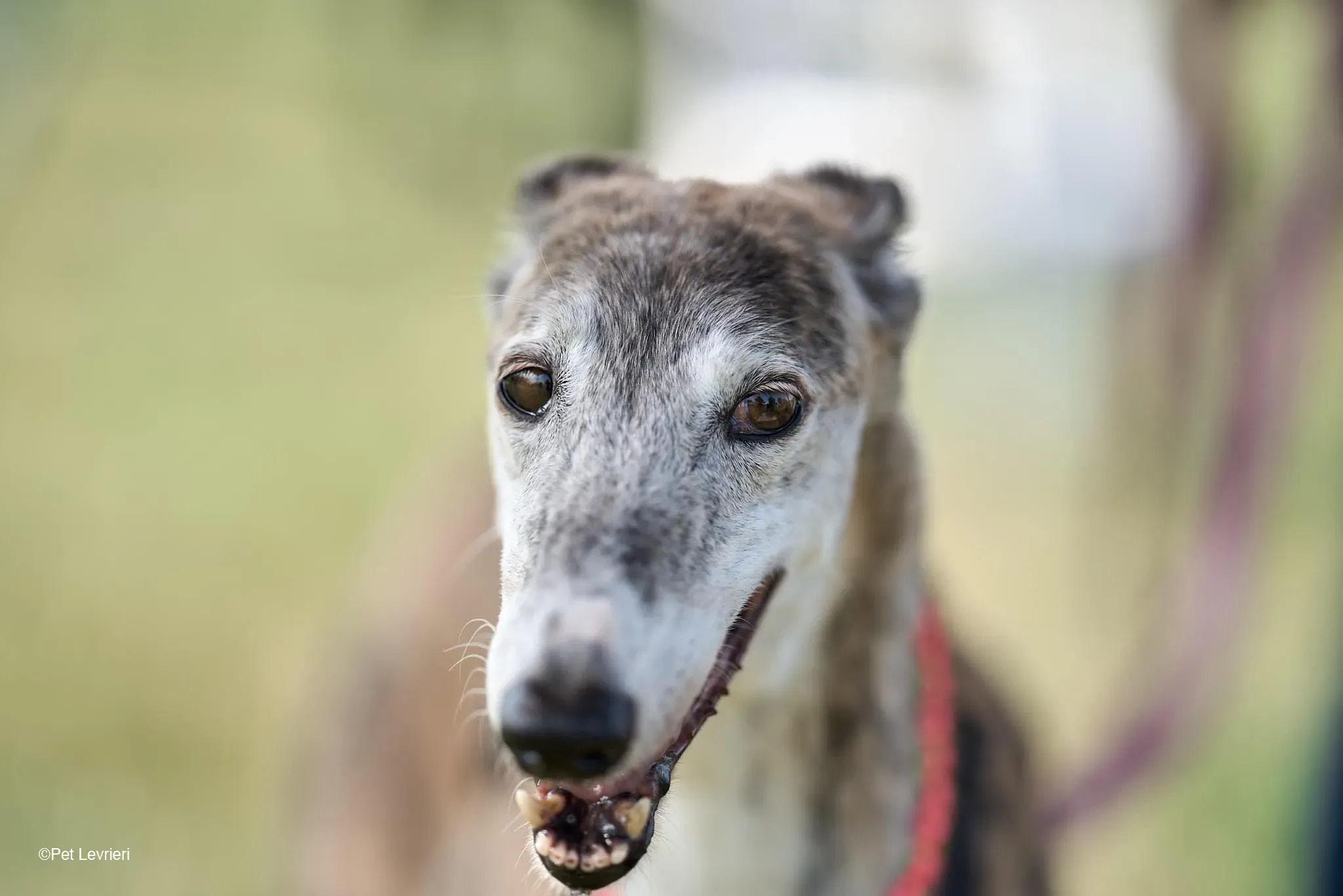 Amelia adozione levrieri galgo fosterhome 27