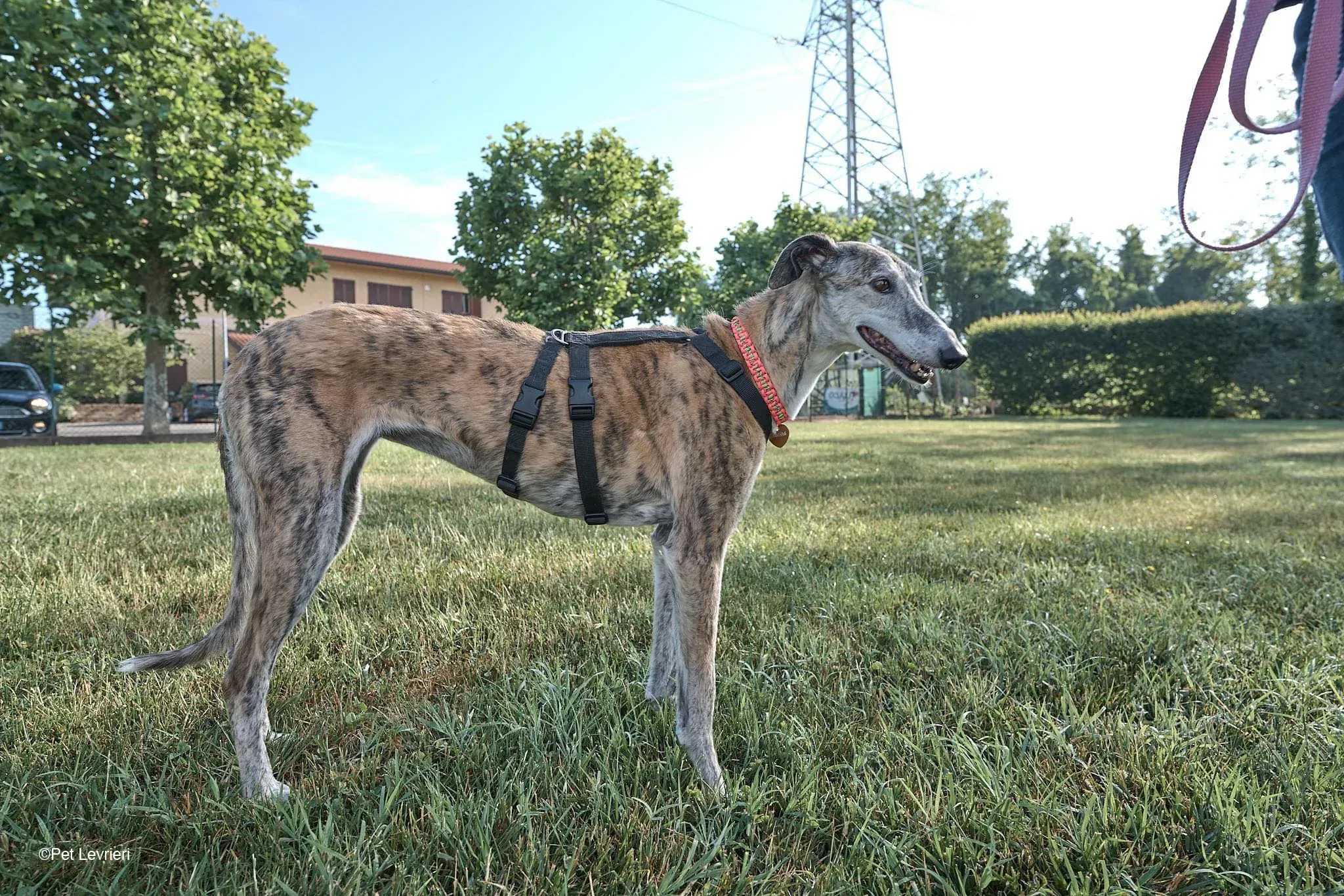 Amelia adozione levrieri galgo fosterhome 28