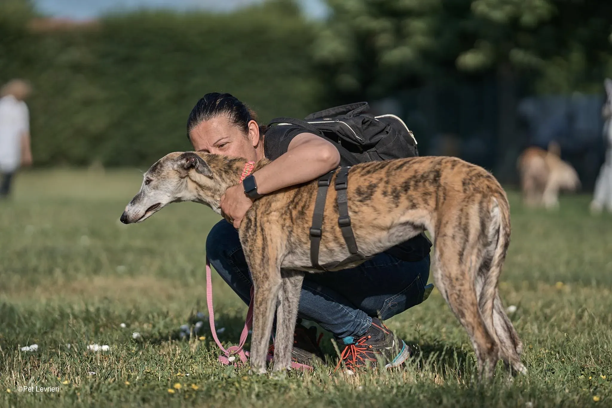 Amelia adozione levrieri galgo fosterhome 30