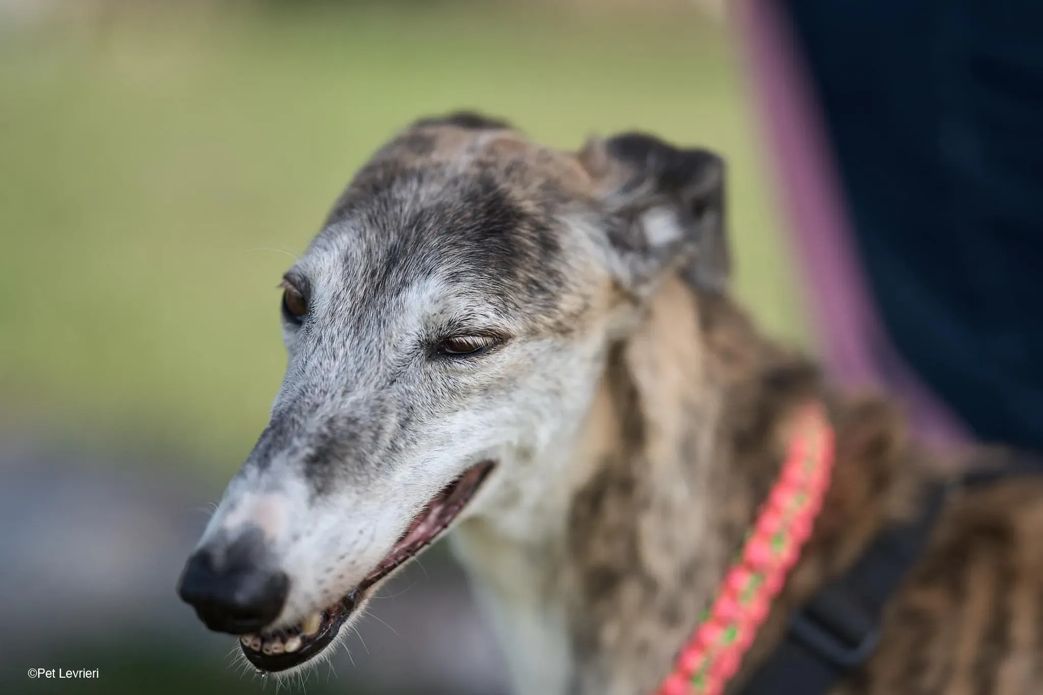Amelia adozione levrieri galgo fosterhome 31