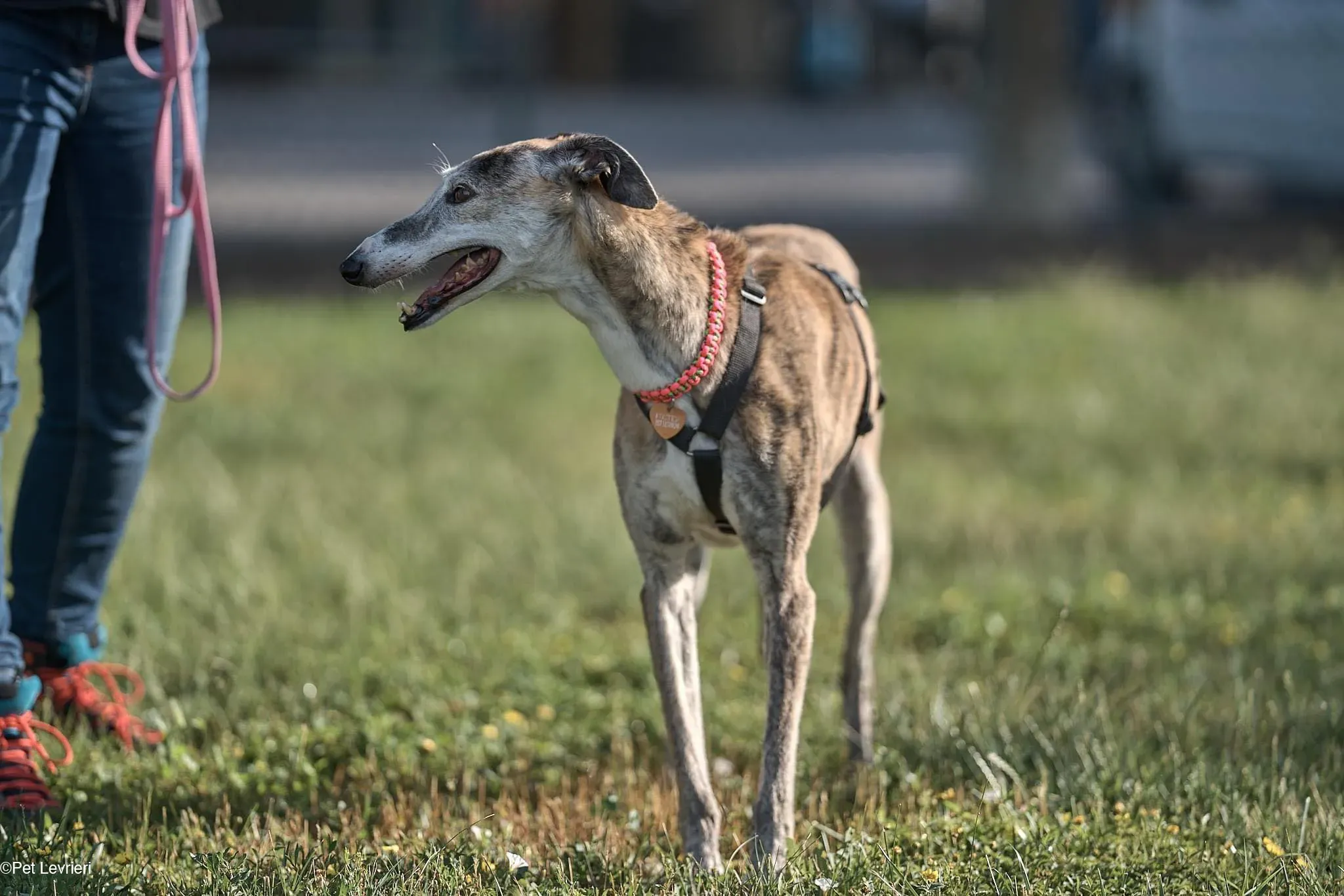 Amelia adozione levrieri galgo fosterhome 32