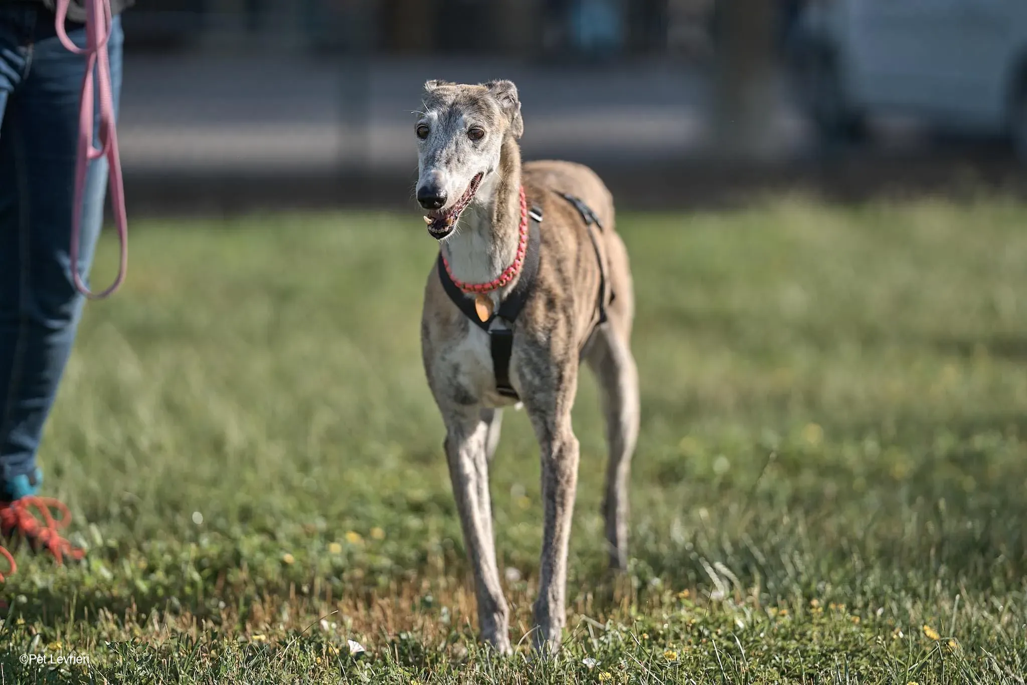 Amelia adozione levrieri galgo fosterhome 33