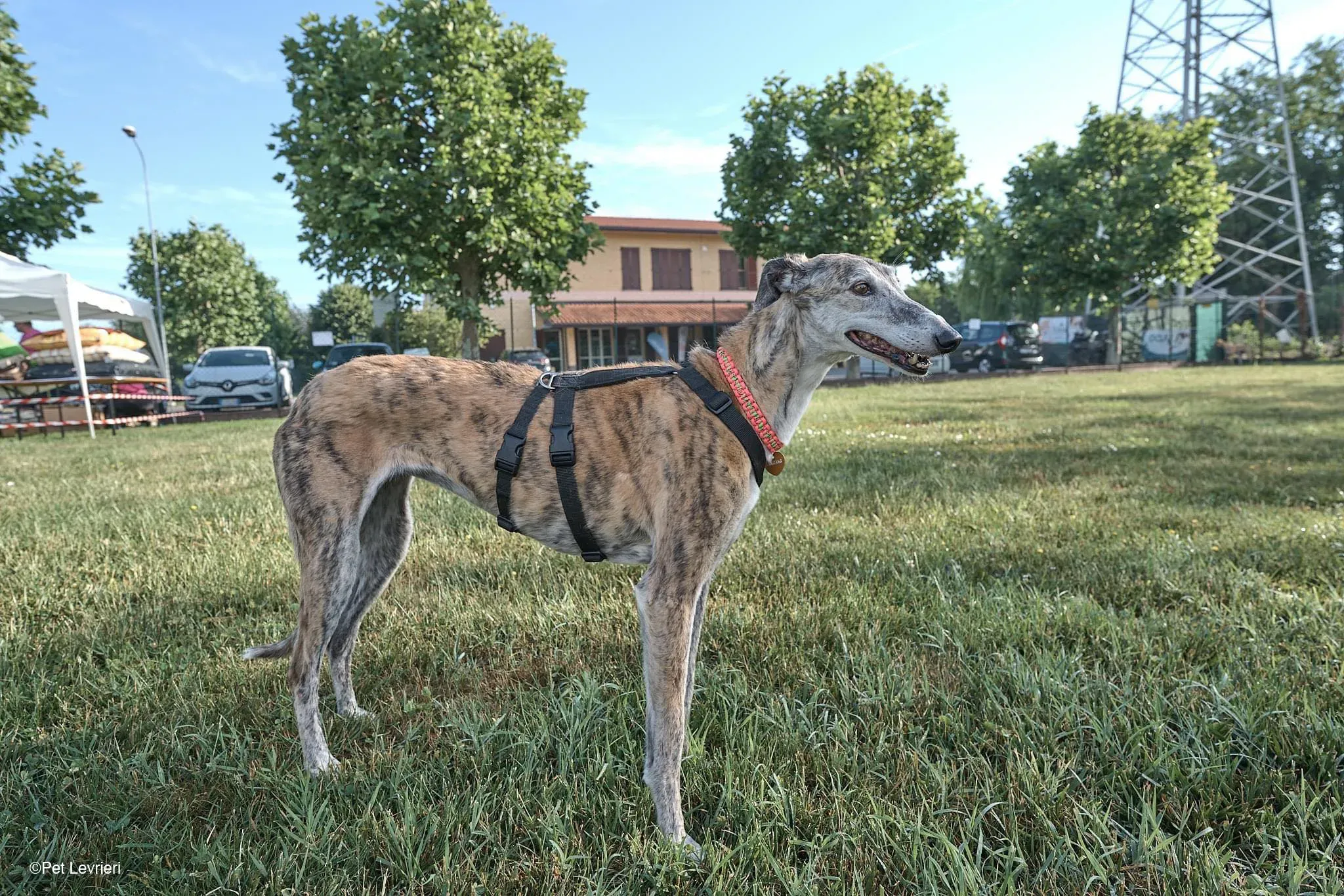 Amelia adozione levrieri galgo fosterhome 34