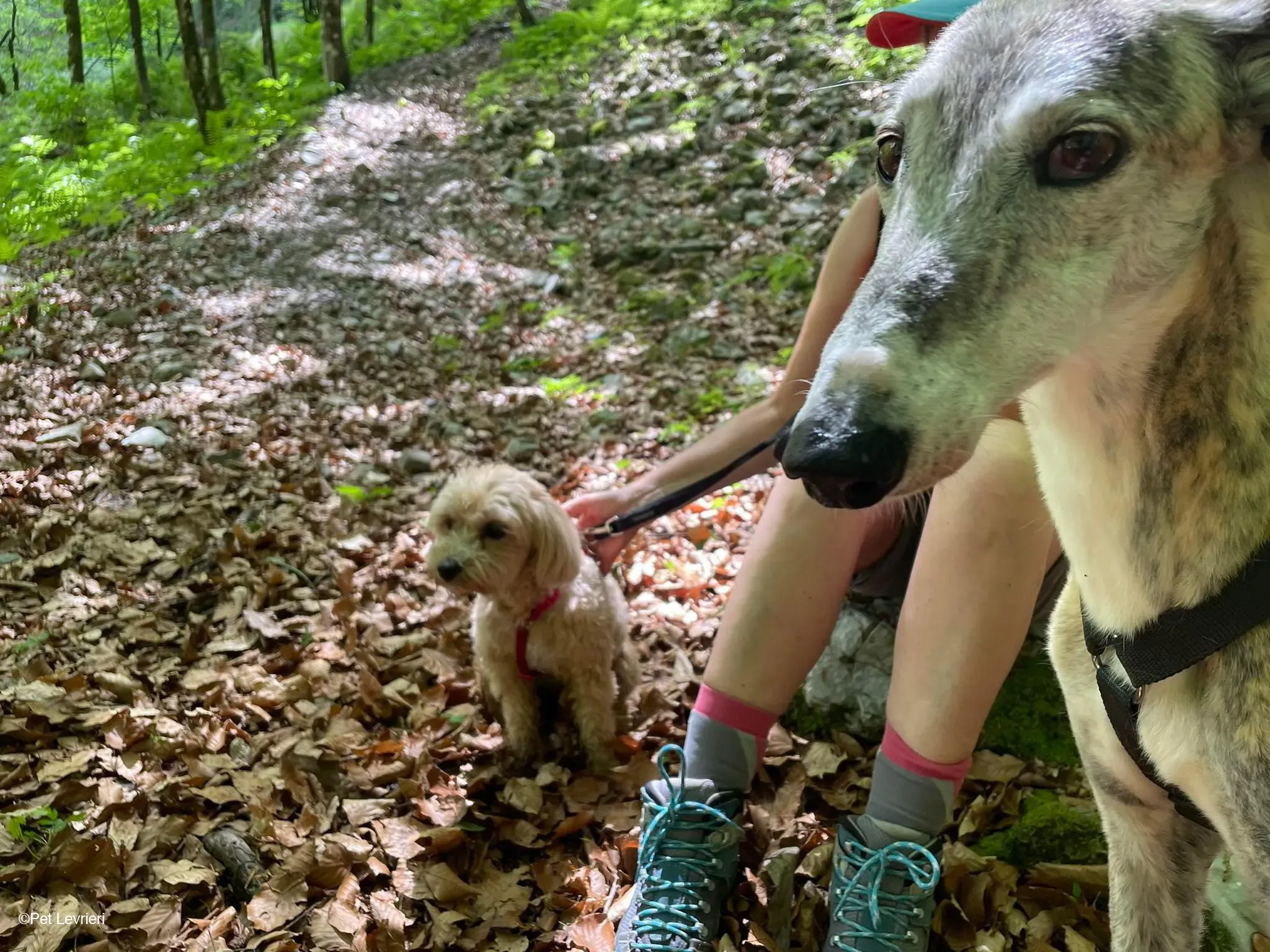 Amelia adozione levrieri galgo fosterhome 37