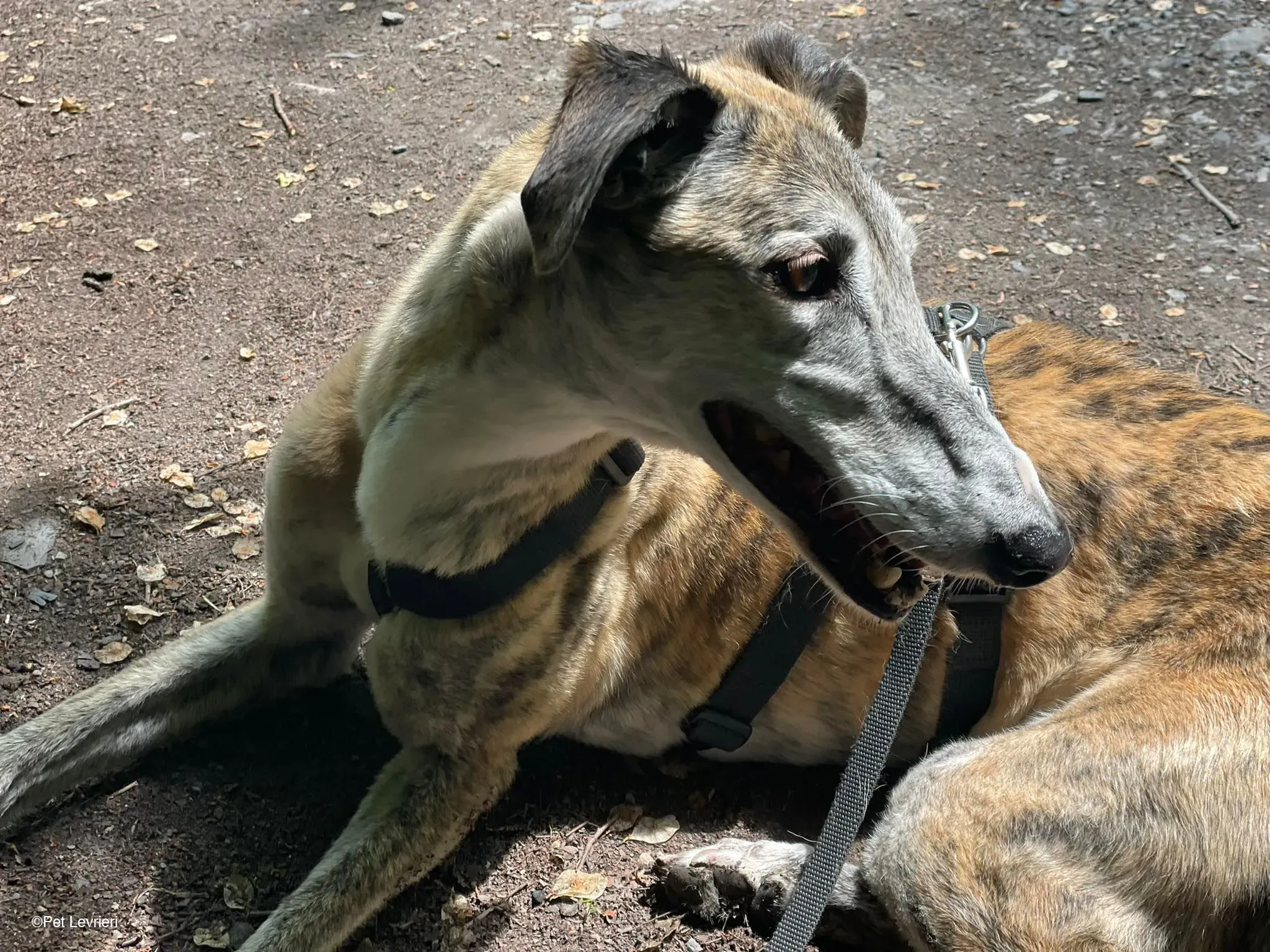 Amelia adozione levrieri galgo fosterhome 38