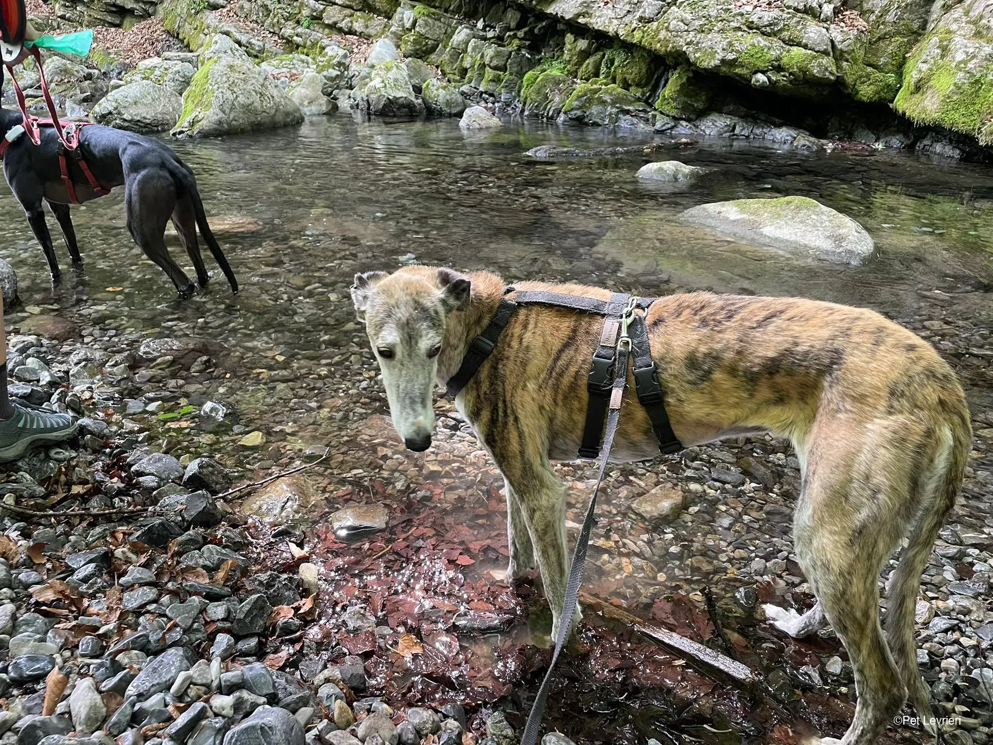 Amelia adozione levrieri galgo fosterhome 41
