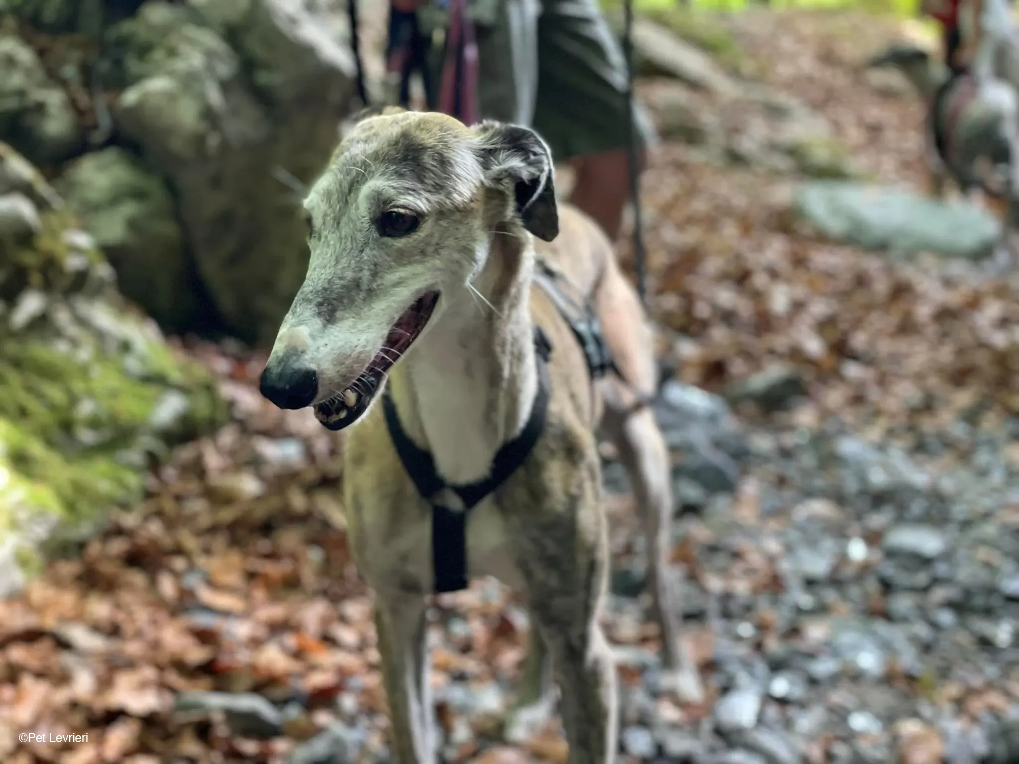 Amelia adozione levrieri galgo fosterhome 44