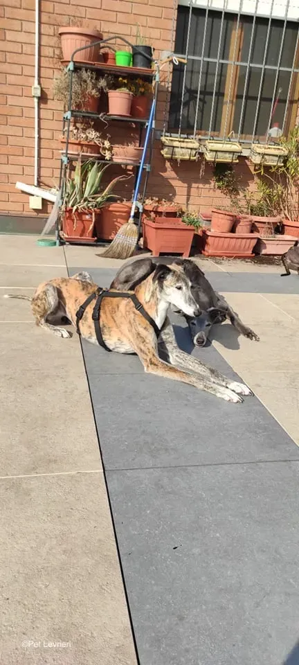 Amelia adozione levrieri galgo fosterhome 5