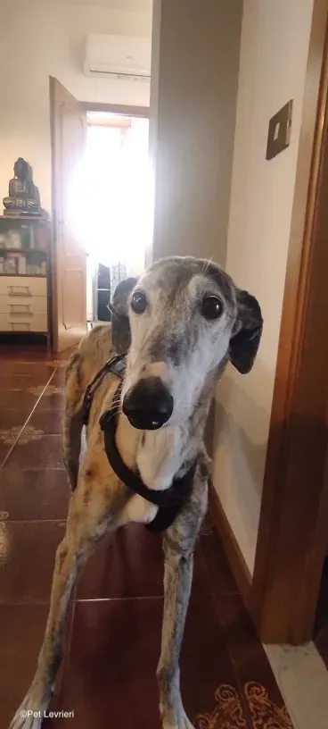 Amelia adozione levrieri galgo fosterhome 6