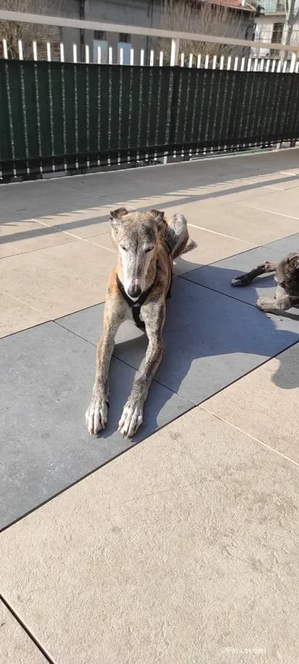 Amelia adozione levrieri galgo fosterhome 8