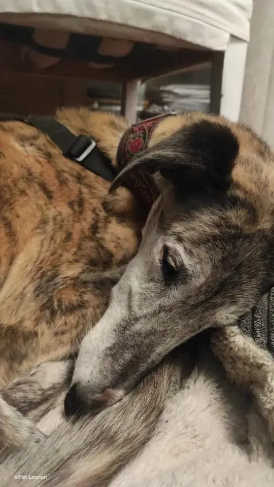Amelia adozione levrieri galgo fosterhome 9