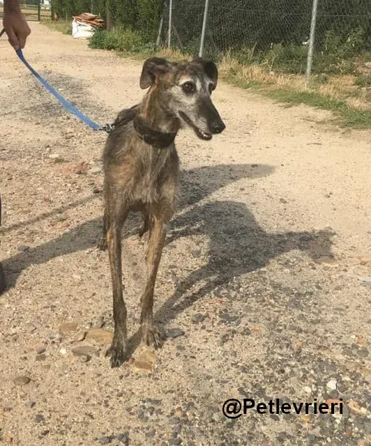 Amelie adozione levrieri galgo 02