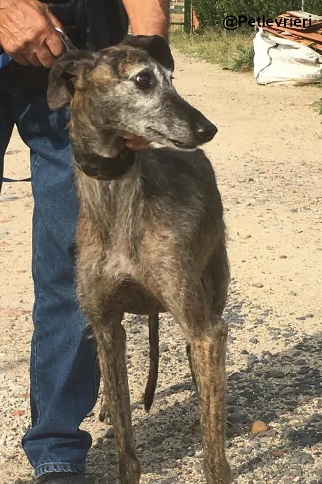 Amelie adozione levrieri galgo 03