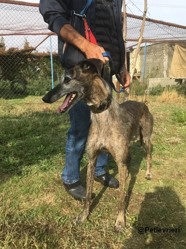 Amelie adozione levrieri galgo 04 1