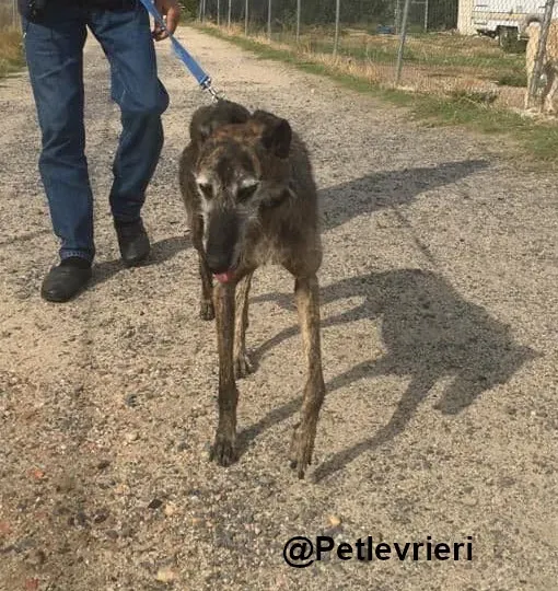 Amelie adozione levrieri galgo 05