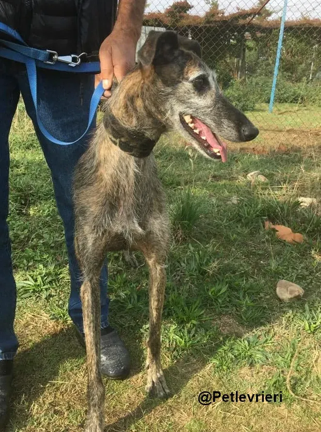 Amelie adozione levrieri galgo 06