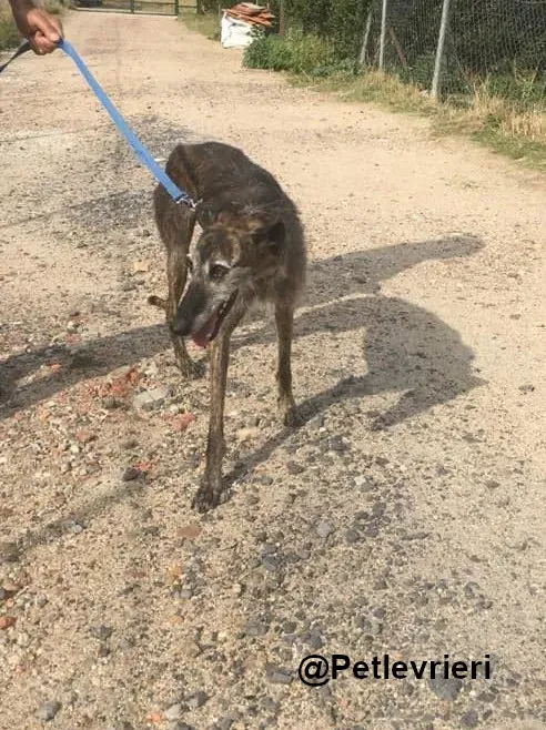 Amelie adozione levrieri galgo 07