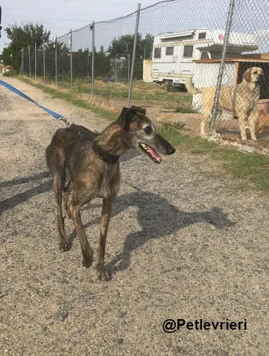 Amelie adozione levrieri galgo 08