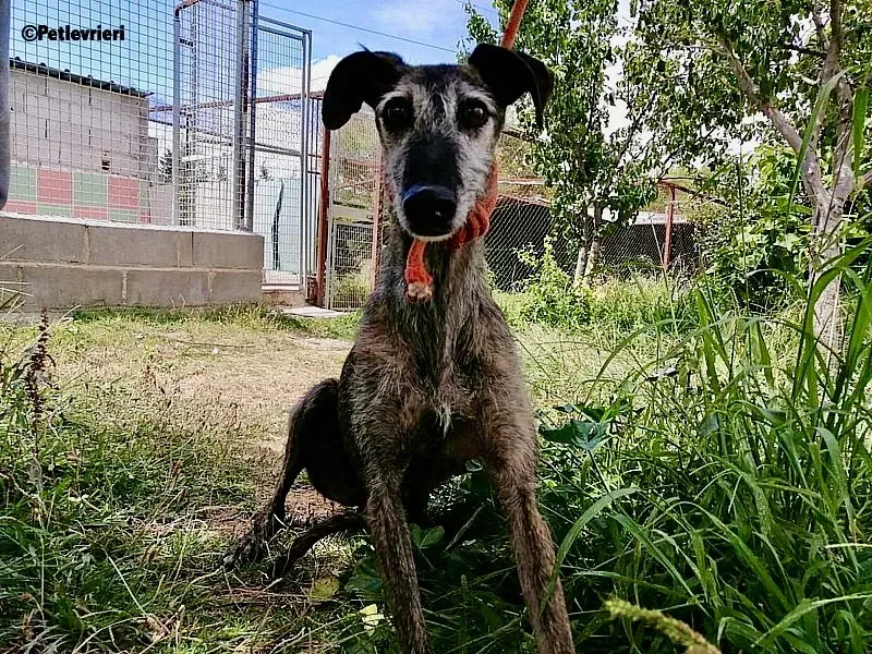 Amelie adozione levrieri galgo 1