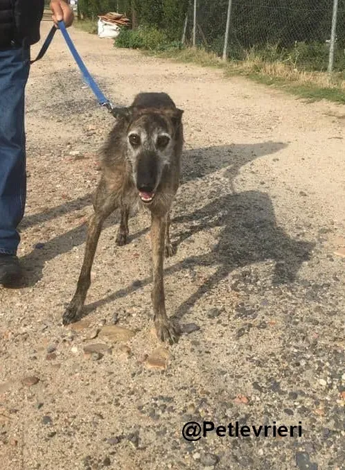 Amelie adozione levrieri galgo 10