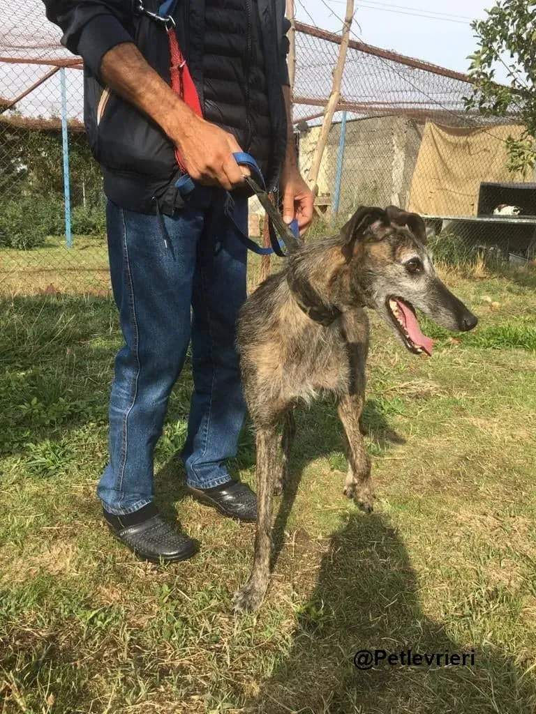 Amelie adozione levrieri galgo 11