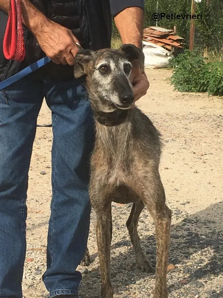 Amelie adozione levrieri galgo 12