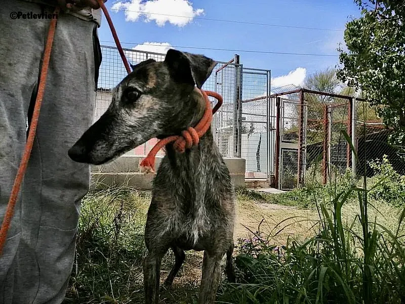 Amelie adozione levrieri galgo 2