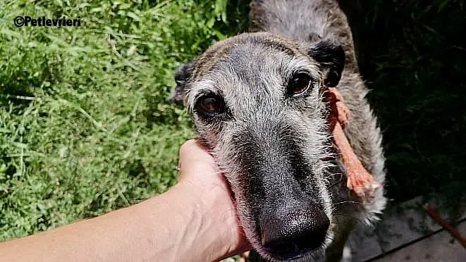 Amelie adozione levrieri galgo 3 2