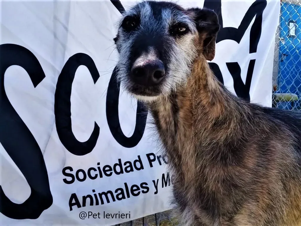 Amelie pet levrieri adozione galgo 02