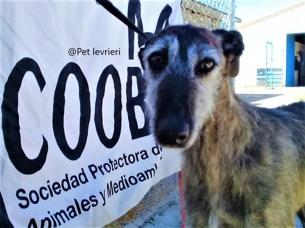 Amelie pet levrieri adozione galgo 03